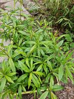 bandwilg. Salix udensis 'Sekka', Jardin & Terrasse, Enlèvement