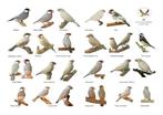 Gezocht: veel soorten tropen vogels!, Dieren en Toebehoren