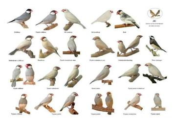 Gezocht: veel soorten tropen vogels! beschikbaar voor biedingen