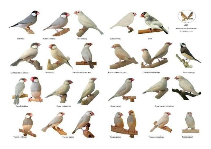 Gezocht: veel soorten tropen vogels!, Dieren en Toebehoren, Vogels | Overige Vogels