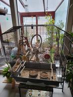 2 valkparkieten geboren sept 2023 met kooi, Dieren en Toebehoren, Vogels | Parkieten en Papegaaien, Parkiet