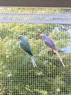 Kweekpaar halsbandparkieten, Dieren en Toebehoren, Vogels | Parkieten en Papegaaien, Meerdere dieren, Parkiet, Geringd