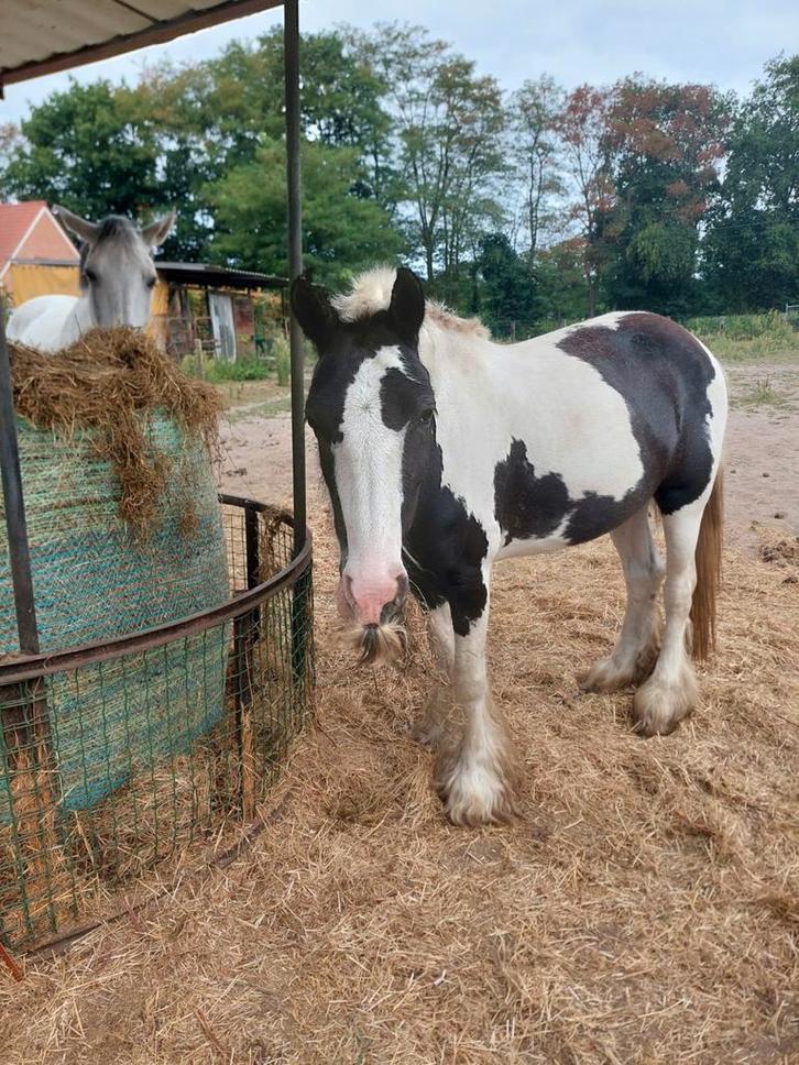 Lieve tinker merrie, Dieren en Toebehoren, Paarden en Pony's | Verzorgingsproducten, Zo goed als nieuw, Ophalen
