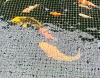 Gouden koi/ki utsuri te koop +-40 cm, Dieren en Toebehoren, Vissen | Vijvervissen, Karper of Koi