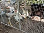 Shamo grote soort, Dieren en Toebehoren, Meerdere dieren, Kip
