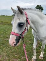 Ideale bixie-pony met potentieel, B, Gechipt, Ruin, 7 tot 10 jaar