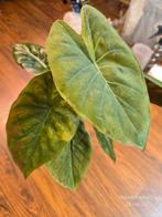 Alocasia Wentii Sunset Variegata, Ophalen of Verzenden