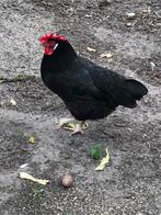Zwarte leghorn kip 1,5 jaar oud., Dieren en Toebehoren, Pluimvee, Vrouwelijk, Kip