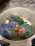 Handtamme aqua blauwe halsbandparkiet, Dieren en Toebehoren, Vogels | Parkieten en Papegaaien, Geslacht onbekend, Parkiet, Tam