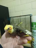 Handtamme valkparkiet bont 2025, Geslacht onbekend, Parkiet, Geringd