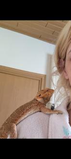Koppel Baardagaam, Dieren en Toebehoren, Hagedis, Tam, 0 tot 2 jaar