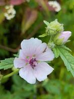 Roze heemst /Althaea officinalis, vanaf 1 euro, Zomer, Vaste plant, Overige soorten, Ophalen