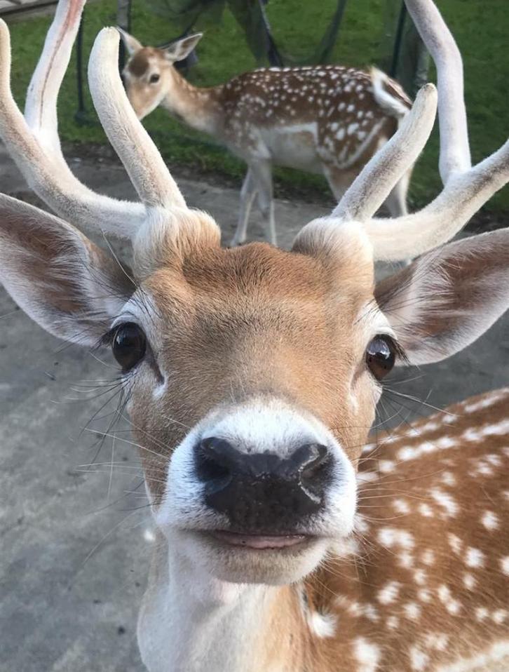 Damhert te koop, Dieren en Toebehoren, Runderen