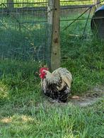 Gratis haan, Dieren en Toebehoren, Pluimvee