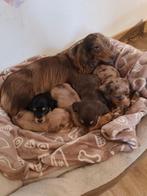 Prachtige langharige teckel pups met stamboom, Dieren en Toebehoren, België, 8 tot 15 weken, Dwerg, Langhaar