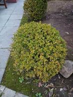 Buxusbol, Tuin en Terras, Planten | Struiken en Hagen, Ophalen, Struik