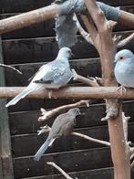 Diamantduifjes, Dieren en Toebehoren, Vogels | Overige Vogels, Meerdere dieren, Tropenvogel, Geringd