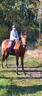 8 jarige D pony, Dieren en Toebehoren, Pony's, B, Ruin, Recreatiepony, D pony (1.37m tot 1.48m)