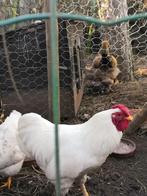 broedeieren wyandotte, Dieren en Toebehoren, Pluimvee