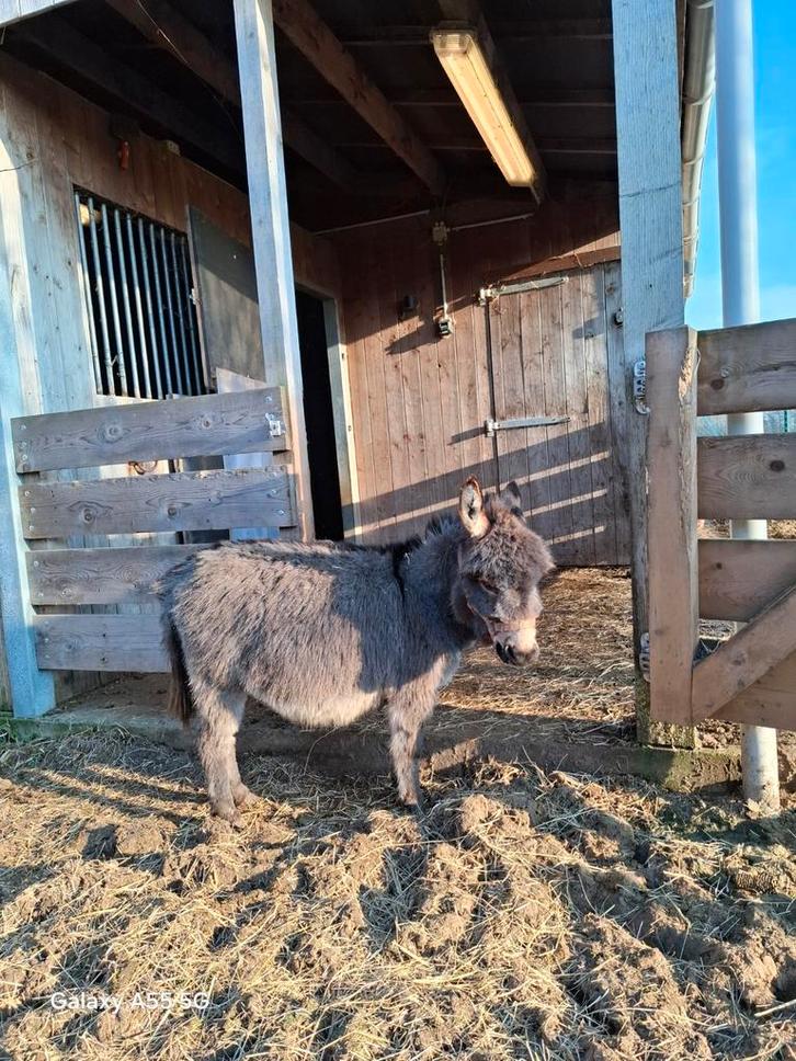 Mini ezel hengstje zoekt een nieuwe goede thuis., Dieren en Toebehoren, Overige Dieren, Mannelijk, Januari