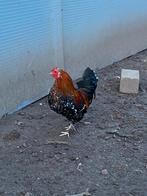 3 kriel hanen, Dieren en Toebehoren, Pluimvee