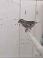 Jonge Sijs 2025, Geslacht onbekend, Wildzangvogel, Geringd