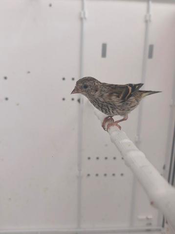 Jonge Sijs 2025, Sexe inconnu, Oiseau chanteur sauvage, Bagué