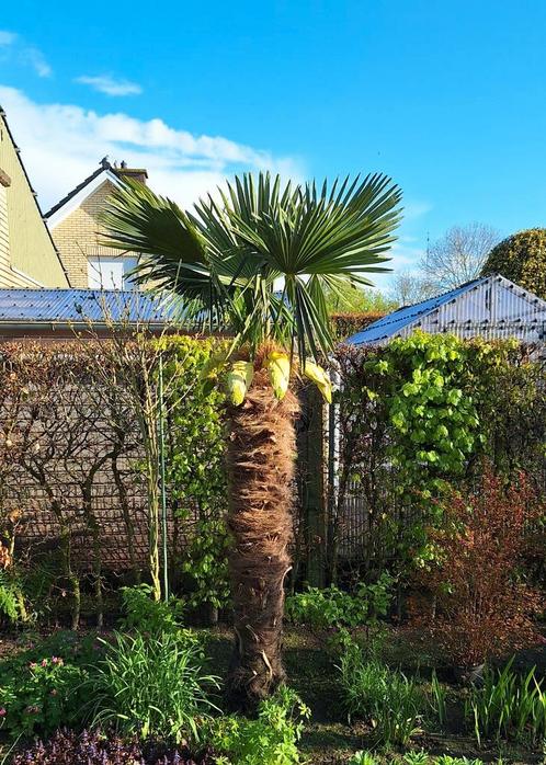 Palm stekjes, Jardin & Terrasse, Plantes | Jardin, Enlèvement