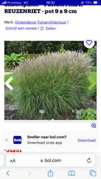 Miscanthus sinensus ( kleine silberspinne), Tuin en Terras, Planten | Tuinplanten, Vaste plant, Siergrassen, Ophalen