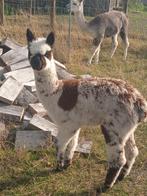 Alpaca, Dieren en Toebehoren, Overige Dieren, Juni, Vrouwelijk