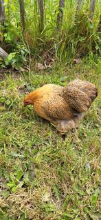 Cochin HEN bruin, Vrouwelijk, Kip