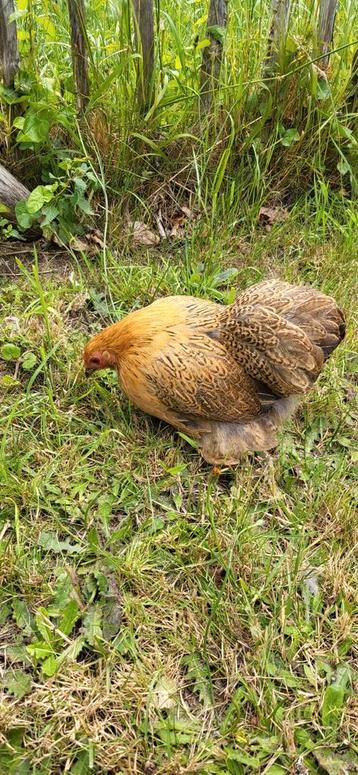 Cochin HEN bruin  beschikbaar voor biedingen