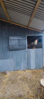 Prairie avec espace de rangement à louer/copain de prairie r, Animaux & Accessoires, Box & Pâturages