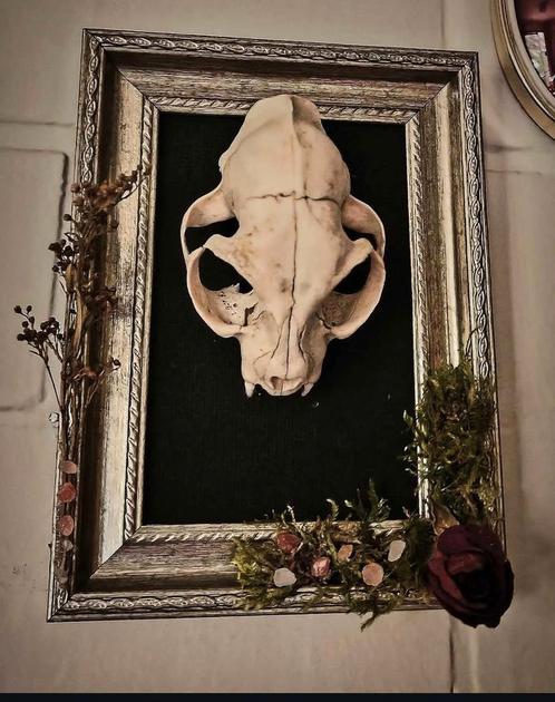 Schedel van een kat in gouden kader, Antiek en Kunst, Curiosa en Brocante, Ophalen of Verzenden