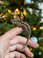 Gargoyle nakweek 2025, Dieren en Toebehoren, Hagedis, Tam, 0 tot 2 jaar