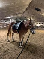 Wintec dresuurzadel 500 wide cair, Dieren en Toebehoren, Ophalen, Gebruikt, Dressuur