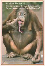 ORANG-OETAN  MET  KAUWGOM, Verzamelen, Postkaarten | Dieren, Verzenden, 1980 tot heden, Gelopen, Wild dier