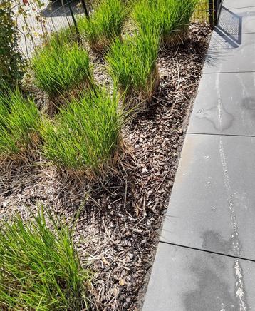 Kluiten prachtriet Miscanthus sinensis 'Gracillimus' beschikbaar voor biedingen