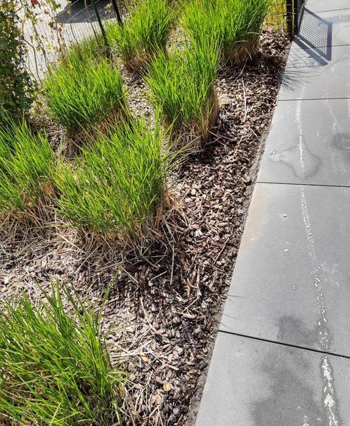 Kluiten prachtriet Miscanthus sinensis 'Gracillimus', Tuin en Terras, Planten | Tuinplanten, Vaste plant, Siergrassen, Halfschaduw