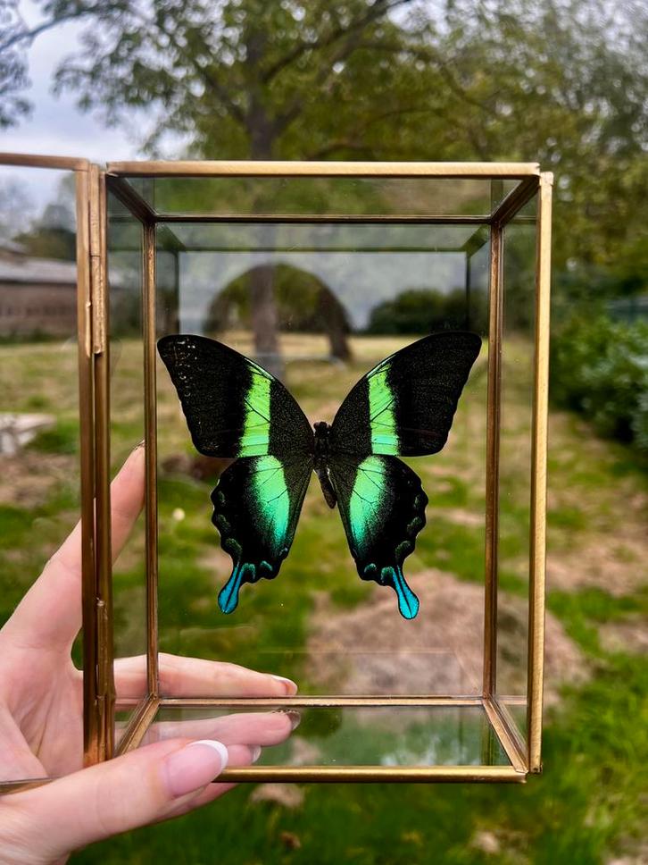 Papilio Blumei in glazen kistje, Verzamelen, Dierenverzamelingen, Nieuw, Opgezet dier, Insect, Ophalen of Verzenden