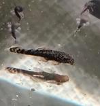 Ancistrus Pleco, Overige soorten