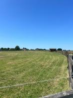 Paardenweide te huur, Weidegang