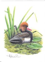 Gravure en couleur A.Buzin Crowned Duck, Neuf, Autre, Autre, Sans timbre