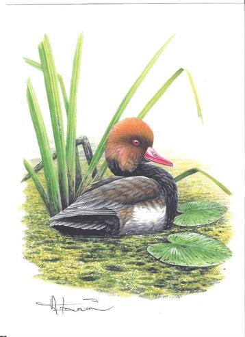 Gravure en couleur A.Buzin Crowned Duck