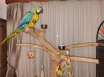 Tamme broedrijpe blauwgele ara ( man ) !!!., Dieren en Toebehoren, Mannelijk, Papegaai, Tam