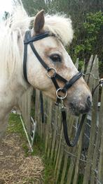 Mini shet hoofdstel, Dieren en Toebehoren, Ophalen of Verzenden, Zo goed als nieuw