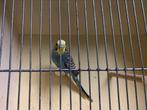 Grasparkiet, Dieren en Toebehoren, Vogels | Parkieten en Papegaaien