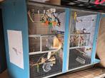 Conure molinae EAM 12 semaines, Dieren en Toebehoren, Ophalen, Gebruikt