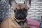 Chiots bouledogue français, 15 semaines à 1 an, Étranger, Hépatite contagieuse (maladie de Rubarth), Plusieurs animaux