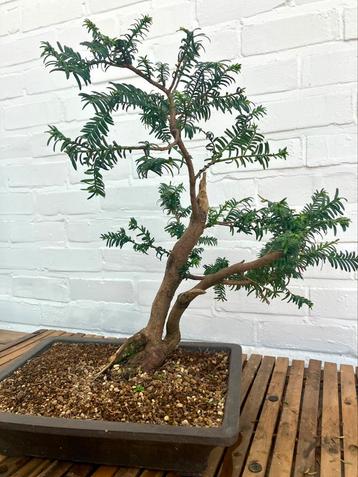 Taxus baccata pre-bonsai beschikbaar voor biedingen